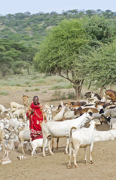 Arusha Tanzania Africa safari Masai men herder of goats leading flock to home village Msai