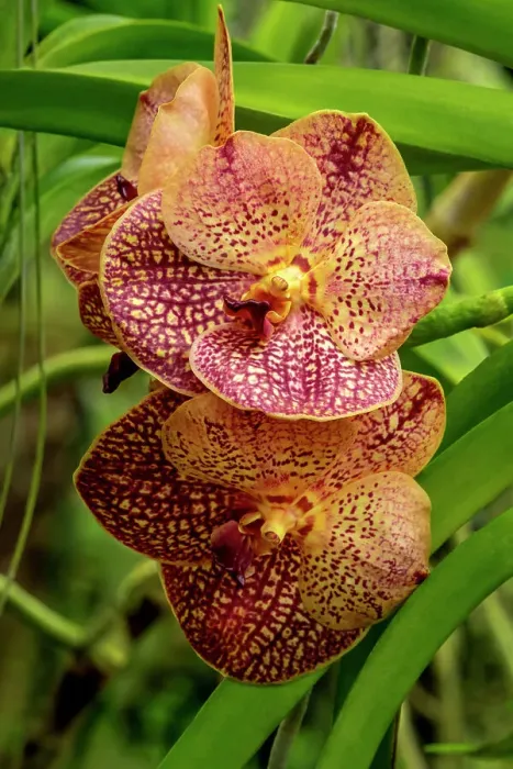 Framed Print : Ascda Pakchong gold moth orchid Framed Print : Ascda Pakchong gold moth orchid