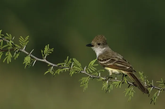 Framed Print : Ash-throated Flycatcher, Myiarchus cinerascens, adult, Starr County, Rio Grande Valley Framed Print : Ash-throated Flycatcher, Myiarchus cinerascens, adult, Starr County, Rio Grande Valley