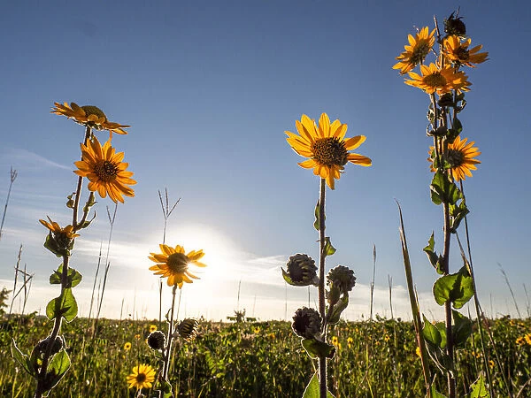 Ashy sunflower, just before sunset, prairie, Tzi-Sho Natural Area, Prairie State Park