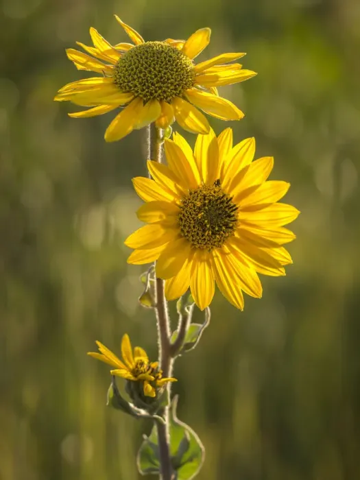 Framed Print : Ashy sunflower, just before sunset, prairie, Tzi-Sho Natural Area, Prairie State Park
