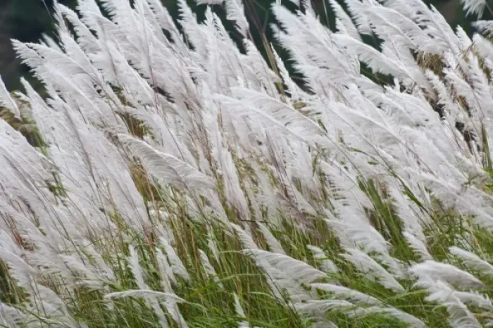 Framed Print : Asia, Bhutan Framed Print : Asia, Bhutan