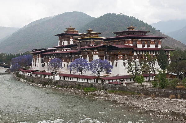 Asia, Bhutan. Exterior view of Punakha Dzong palace with jacaranda trees in bloom