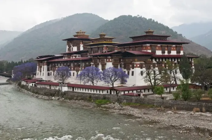 Framed Print : Asia, Bhutan. Exterior view of Punakha Dzong palace with jacaranda trees in bloom Framed Print : Asia, Bhutan. Exterior view of Punakha Dzong palace with jacaranda trees in bloom