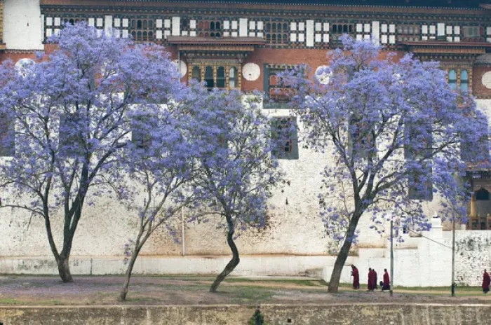 Framed Print : Asia, Bhutan. Monks walking by jacaranda trees outside Punakha Dzong palace. Credit as
