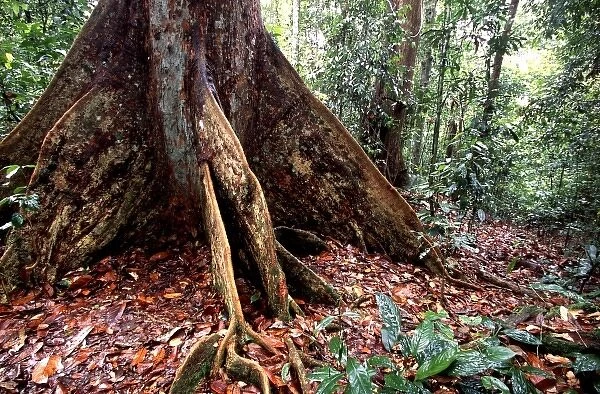 Asia, Borneo, Malaysia, Sarawak, buttress root of dipterocarp tree