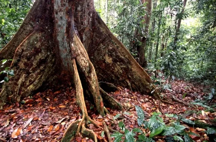 Framed Print : Asia, Borneo, Malaysia, Sarawak, buttress root of dipterocarp tree Framed Print : Asia, Borneo, Malaysia, Sarawak, buttress root of dipterocarp tree