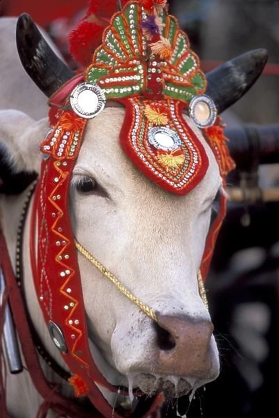 Asia, Burma (Myanmar) Shinbyu ceremony. Bull adorned for the festival