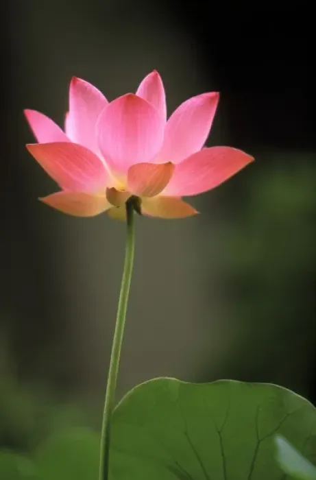 Framed Print : Asia, Cambodia. Lotus flower Framed Print : Asia, Cambodia. Lotus flower