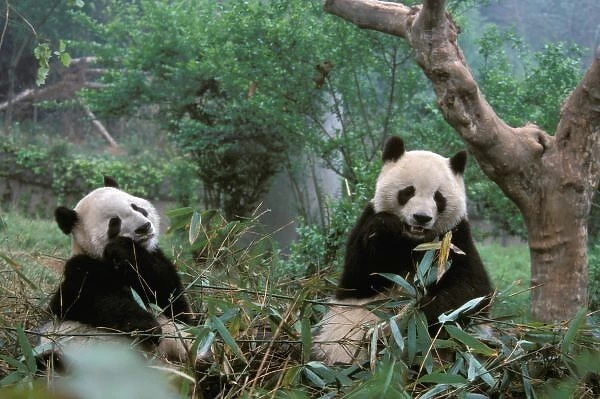 Asia, China, Chengdu. Giant Panda Sanctuary - Young Panda eating bamboo (ailuropoda