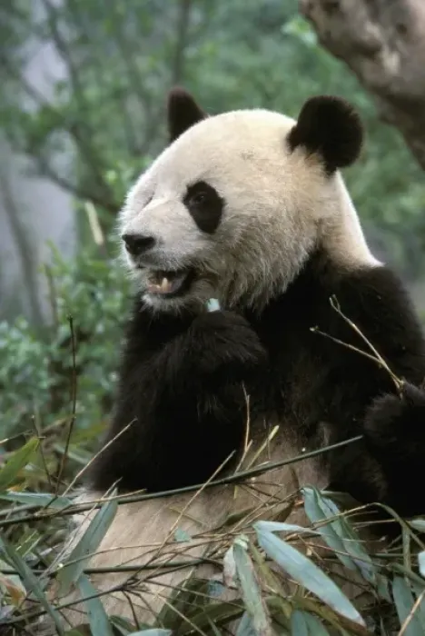 Framed Print : Asia, China, Chengdu. Giant Panda Sanctuary - Young Panda eating bamboo (ailuropoda Framed Print : Asia, China, Chengdu. Giant Panda Sanctuary - Young Panda eating bamboo (ailuropoda