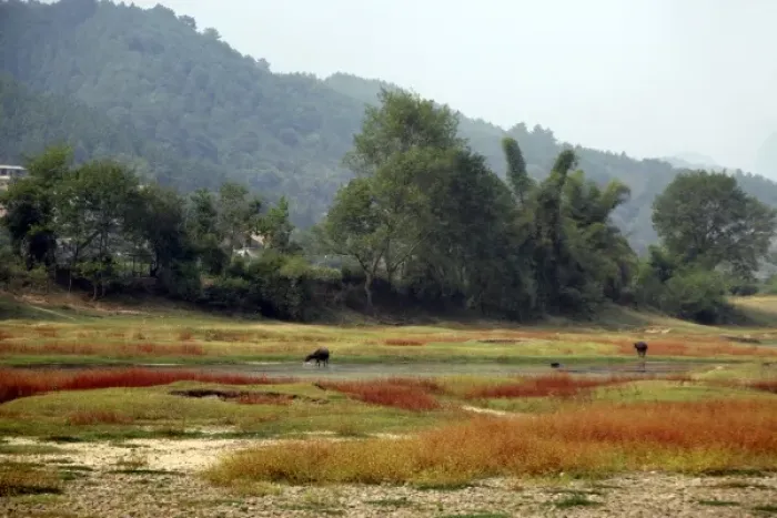 Framed Print : Asia, China, Guilin. Water Buffalo graze in autumn grasses along Li River Framed Print : Asia, China, Guilin. Water Buffalo graze in autumn grasses along Li River