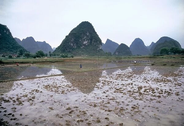 Asia, China, Guilin. Workers wade in the rice paddies by the Li River and the karst