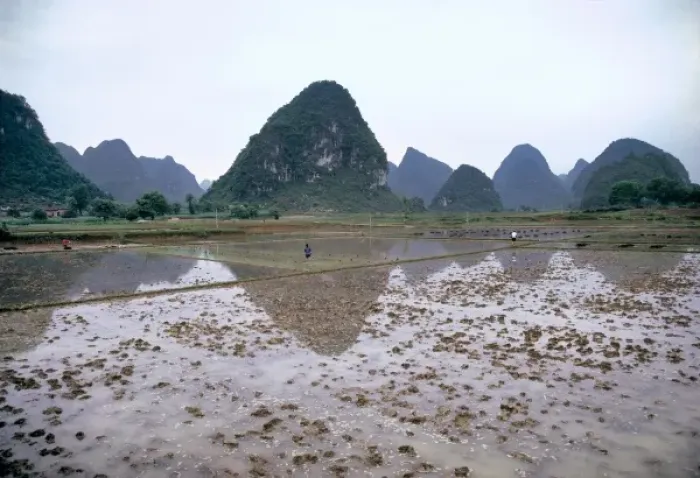 Framed Print : Asia, China, Guilin. Workers wade in the rice paddies by the Li River and the karst Framed Print : Asia, China, Guilin. Workers wade in the rice paddies by the Li River and the karst