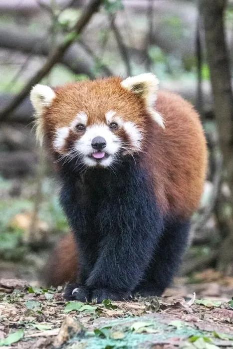 Framed Print : Asia, China, Sichuan Province, Cheng Du, Red Panda