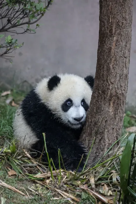 Framed Print : Asia, China, Sichuan Province, Chengdu, Chengdu Research Base of Giant Panda Breeding Framed Print : Asia, China, Sichuan Province, Chengdu, Chengdu Research Base of Giant Panda Breeding