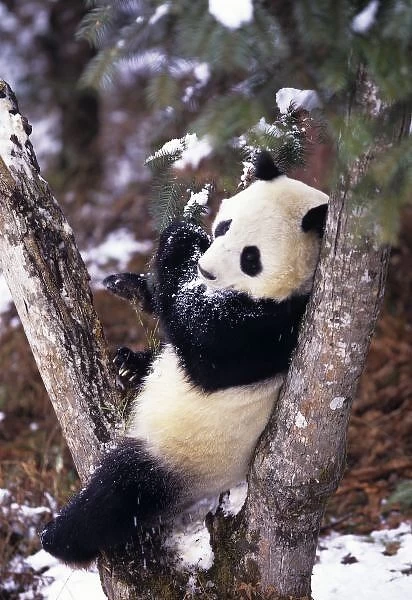 Asia, China, Sichuan Province. Giant Panda up a tree in winter snow at Wolong Nature Reserve