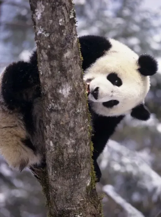 Framed Print : Asia, China, Sichuan Province. Giant Panda in winter snow at Wolong Nature Reserve Framed Print : Asia, China, Sichuan Province. Giant Panda in winter snow at Wolong Nature Reserve