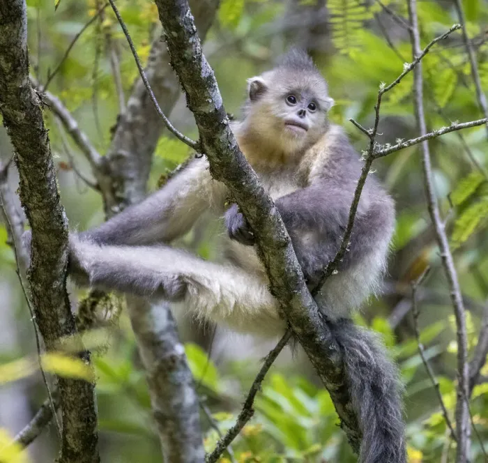 Framed Print : Asia, China, Tacheng, Young Yunnan Black Snub-Nosed Monkey Framed Print : Asia, China, Tacheng, Young Yunnan Black Snub-Nosed Monkey
