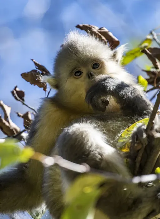 Framed Print : Asia, China, Tacheng, Young Yunnan Black Snub-Nosed Monkey Framed Print : Asia, China, Tacheng, Young Yunnan Black Snub-Nosed Monkey