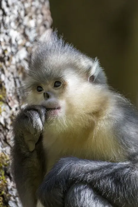 Framed Print : Asia, China, Tacheng, Yunnan Black Snub-Nosed Monkey Framed Print : Asia, China, Tacheng, Yunnan Black Snub-Nosed Monkey
