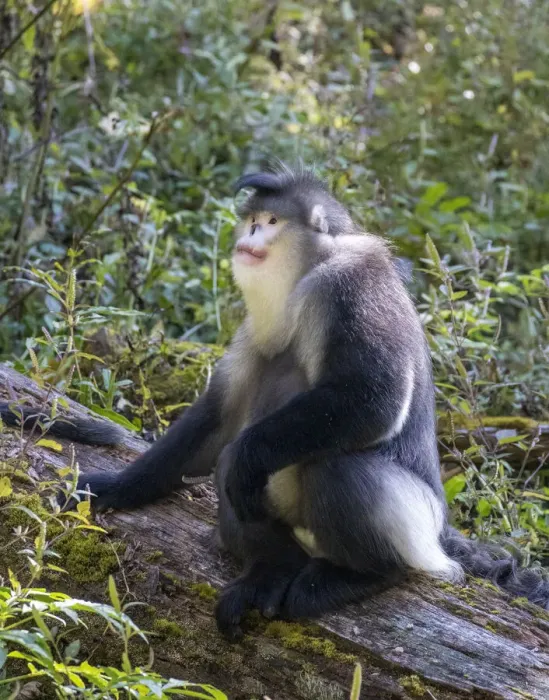 Framed Print : Asia, China, Tacheng, Yunnan Black Snub-Nosed Monkey Framed Print : Asia, China, Tacheng, Yunnan Black Snub-Nosed Monkey