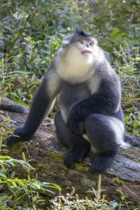 Framed Print : Asia, China, Tacheng, Yunnan Black Snub-Nosed Monkey Framed Print : Asia, China, Tacheng, Yunnan Black Snub-Nosed Monkey