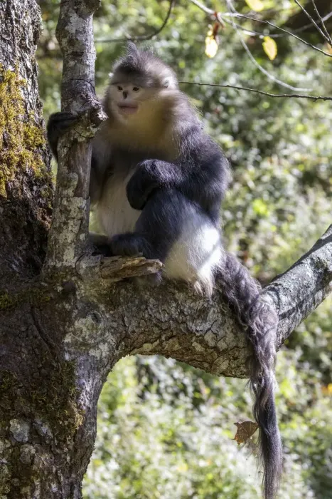 Framed Print : Asia, China, Tacheng, Yunnan Black Snub-Nosed Monkey Framed Print : Asia, China, Tacheng, Yunnan Black Snub-Nosed Monkey