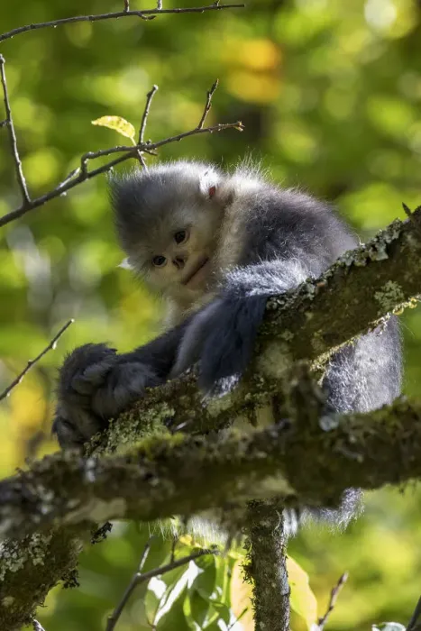Framed Print : Asia, China, Tacheng, Yunnan Black Snub-Nosed Monkey Framed Print : Asia, China, Tacheng, Yunnan Black Snub-Nosed Monkey