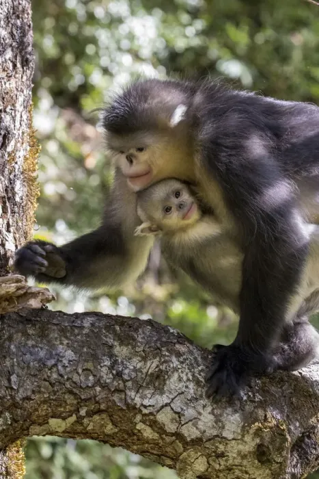 Framed Print : Asia, China, Tacheng, Yunnan Black Snub-Nosed monkeys, Adult and Young