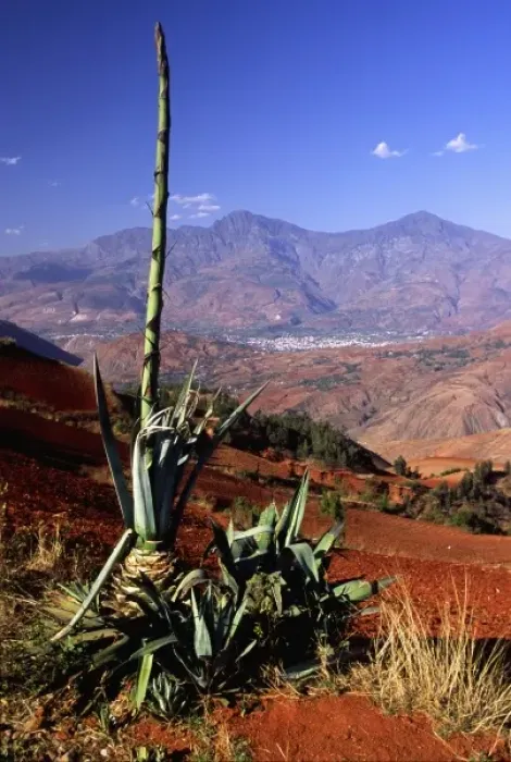 Framed Print : Asia, China, Yunnan, Dongchuan. Yucca by red (laterite) tilled fields above distant Framed Print : Asia, China, Yunnan, Dongchuan. Yucca by red (laterite) tilled fields above distant