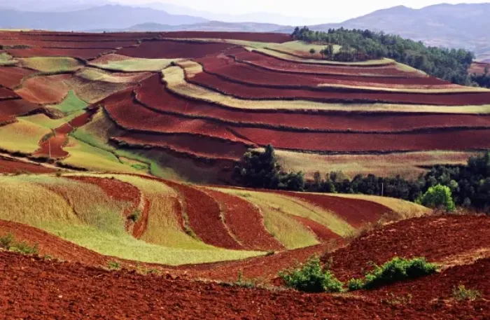 Framed Print : Asia, China, Yunnan, Dongchuan. Terraces of growing wheat & tilled earth on red Framed Print : Asia, China, Yunnan, Dongchuan. Terraces of growing wheat & tilled earth on red