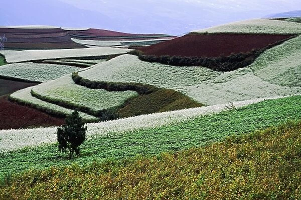 Asia, China, Yunnan, Dongchuan. Multiple crops cover terraces of red earth (laterite)