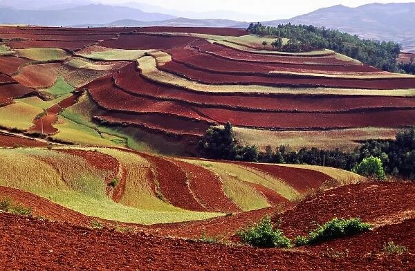 Asia, China, Yunnan, Dongchuan. Terraces of growing wheat & tilled earth on red