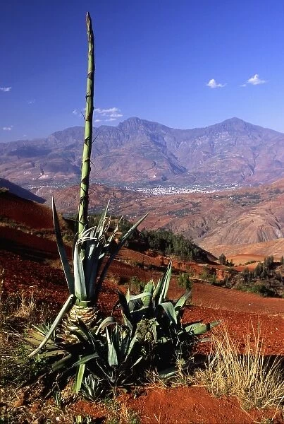 Asia, China, Yunnan, Dongchuan. Yucca by red (laterite) tilled fields above distant