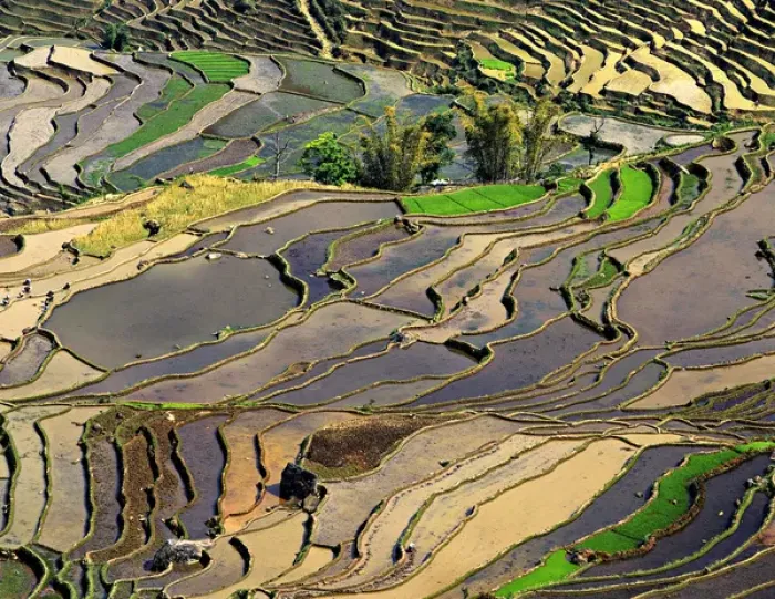 Framed Print : Asia, China, Yunnan, Honghe. Rice Terraces near Leuy Villge