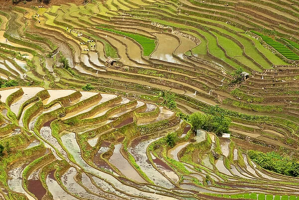Asia, China, Yunnan, Jinping. Native Yi people plant flooded rice terraces near Laomeng