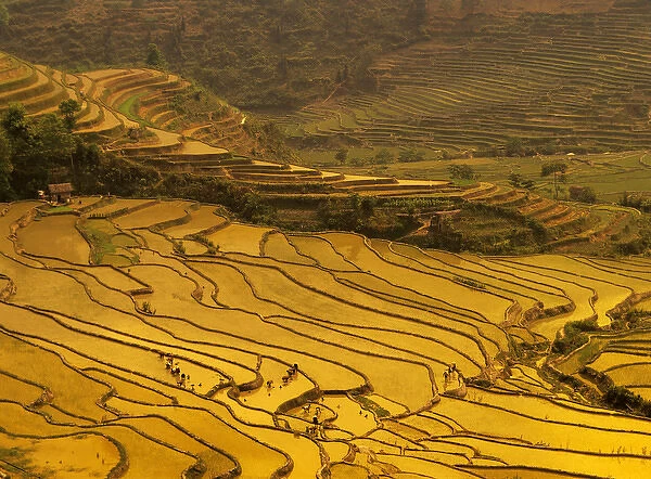 Asia, China, Yunnan, Luchun. Farmers plant rice in flooded terraces