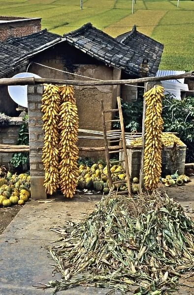 Asia, China, Yunnan Province, Dongchuan. Corn and squash harvest in farmhouse scene