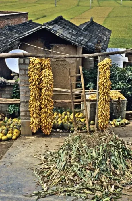 Framed Print : Asia, China, Yunnan Province, Dongchuan. Corn and squash harvest in farmhouse scene Framed Print : Asia, China, Yunnan Province, Dongchuan. Corn and squash harvest in farmhouse scene