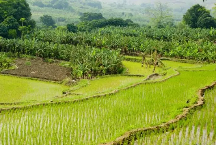 Framed Print : Asia, China, Yunnan Province, Honghe. Banana trees grow in fields next to rice paddies Framed Print : Asia, China, Yunnan Province, Honghe. Banana trees grow in fields next to rice paddies