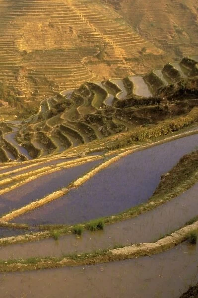 Asia, China, Yunnan Province, Honghe Region, Luchun. Flooded rice terraces cascade