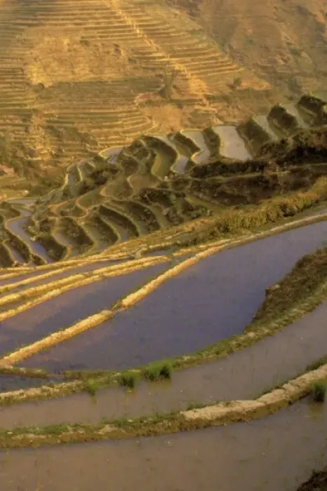 Framed Print : Asia, China, Yunnan Province, Honghe Region, Luchun. Flooded rice terraces cascade Framed Print : Asia, China, Yunnan Province, Honghe Region, Luchun. Flooded rice terraces cascade