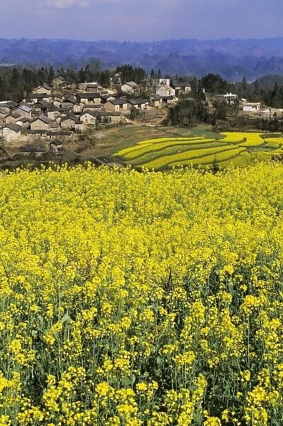 Asia, China, Yunnan Province, Luoping. Tangliwa Village sits amid rape seed terraces in bloom