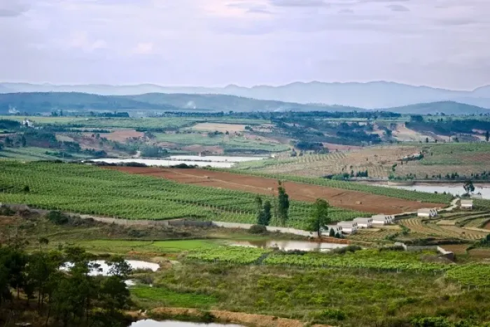 Framed Print : Asia, China, Yunnan Province, Mile County. Vineyards near the Yunnan Red Wine Chateau winery