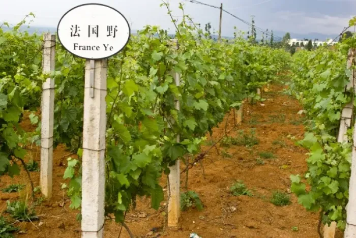 Framed Print : Asia, China, Yunnan Province, Mile County. Vinyard is placarded as a French grape variety