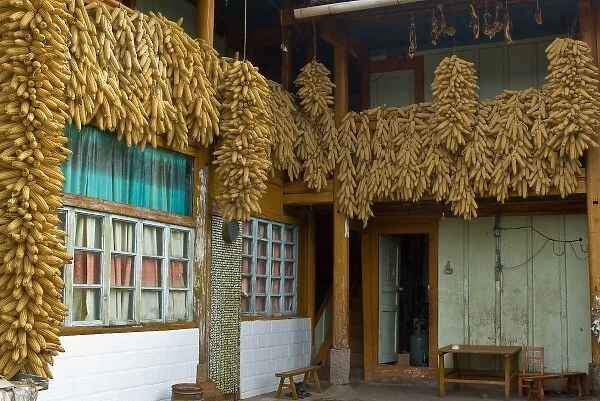 Asia, China, Yunnan Province, Shiping. Clusters of dried corn hangs in couryard of