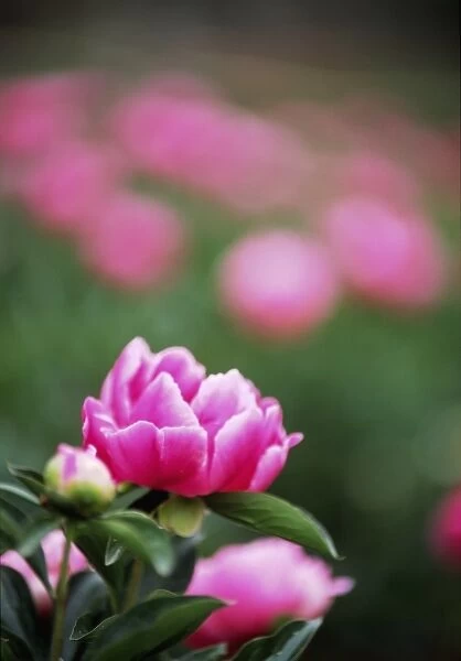 Asia, China, Yunnan Province, Wuding. Pink blossoms in Peony Garden of Lion Mt. Scenic Resort