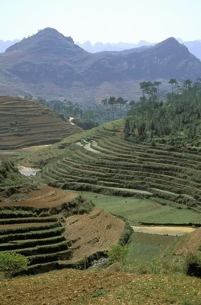 Asia, China, Yunnan Province, Yuanyang Co. Flooded rice terraces cover Mount Ailo