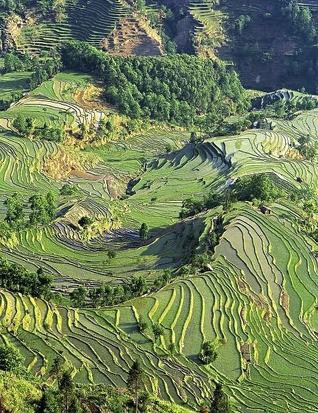 Asia, China, Yunnan, Yuanyang. Pattern of green rice terraces at Laohu Zui (Tigers Mouth)